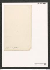 Nitzschia rabenhorstii Grun. (de-Toni-Nr.: Genus 47, Species 2033) Zeichnungen Sammlung Grunow (NHMW-BOT-W0371826)